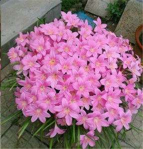 葱兰种球四季多年生花卉植物根茎韭兰风雨兰球根白色葱兰花种球