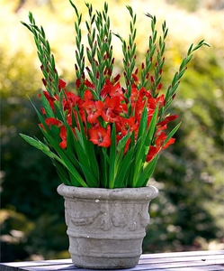 耐寒花卉剑兰种球根庭院种子唐菖蒲球根盆栽花卉四季种植观花植