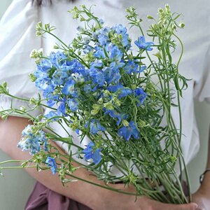 飞燕草c小飞燕鲜花花束易养包邮