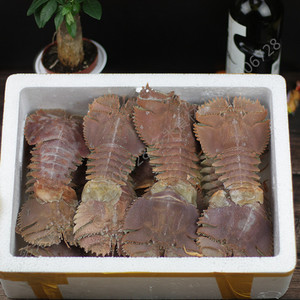 温岭琵琶虾虾姑排九齿扇虾新鲜活冻大皮皮虾大虾姑富贵虾红壳虾