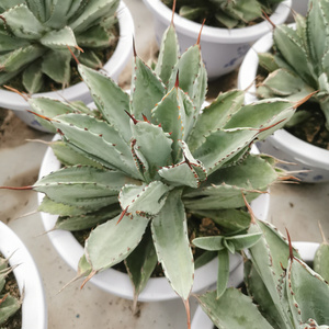 龙舌兰植物贝壳龙