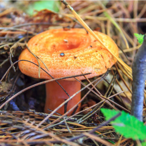 新鲜野生乌枞菌蘑菇松菌枞树菌松树菇三九月香寒菌松乳菇重阳谷熟
