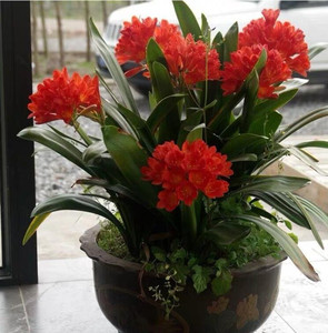 君子兰带花苞大盆