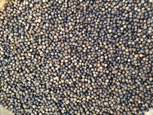 野生椎子小板栗