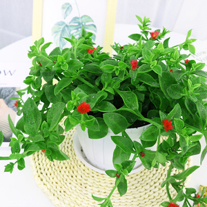 k牡丹吊兰盆栽好苗养钓植物四季v吊兰花垂植物