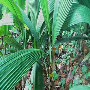 仙茅药用花卉绿植物名贵材庭院室内阳台盆栽野外生长种植苗