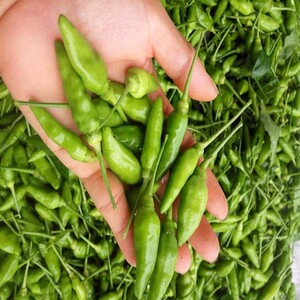 新鲜青的野山椒