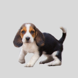 犬舍出售纯种网红赛级血统比格短毛可爱巴吉度中型幼犬活体宠物狗