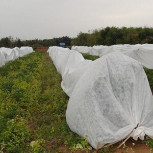 蔬菜果树盆景茶园大棚防寒布保温罩防冻布冬新款防冻膜白色防雨雪