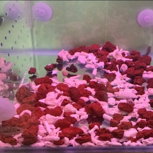 火山石珊瑚骨岩罗汉鱼专用增红鱼缸底砂水族砂滤材包邮