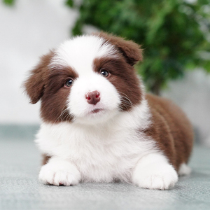 纯种边牧犬黑白色陨石色活体宠物狗红棕色边境牧羊犬德国牧羊犬狗