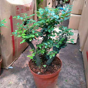 高档观叶树物辟邪0室内植w苗老桩檀香客厅含盆小紫叶檀盆景奢华