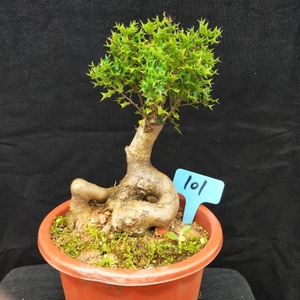 新品实物构骨盆景小叶构骨室内办公室桌面绿植盆栽鸟不宿提根盆景