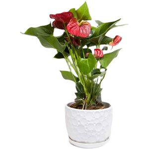 一帆风顺红掌不含盆白掌四季常青草本花卉非常s容易水养四季绿植