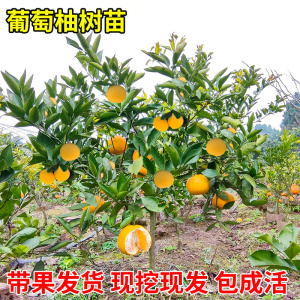 葡萄柚苗南北方庭院地栽种植特地栽盆栽柚子树嫁接苗果树当年结果