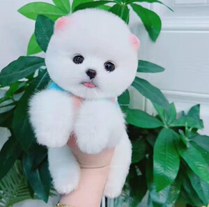 纯种长不大茶杯犬小型博美幼犬小狗狗泰迪比熊活物可爱宠物狗活体