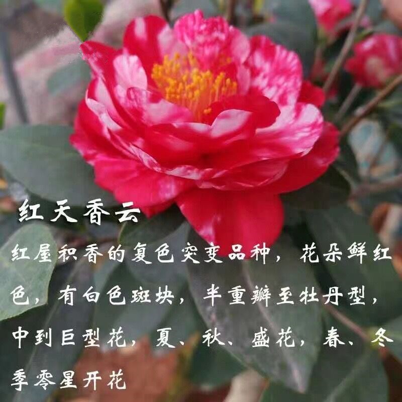天茶花开花香杜鹃香系列