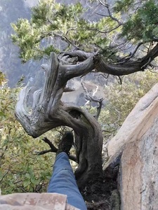 侧柏盆景柏树小老桩崖柏可嫁接济州真柏纪州系鱼川素材绿植盆栽