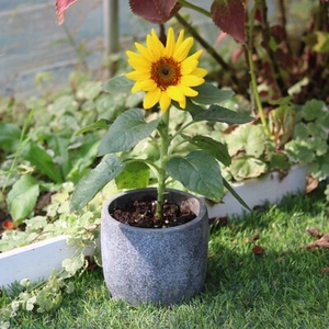 花盆四季净化空气办公室创意桌上绿植绿色宿舍北欧向日葵盆栽带.