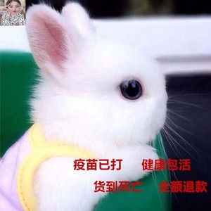 可爱荷兰宠物兔子h活物海棠凤眼西施垂耳兔长不大侏纯白儒兔茶杯