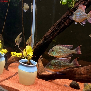 太行红沙鱼缸造景红色化妆沙三湖南美鼠鱼埃及七彩雷龙底砂雨林沙