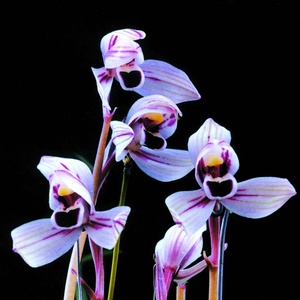 22兰花苗 黑雪姬 矮种墨兰h浓香冬带花苞出售室内外好养花卉