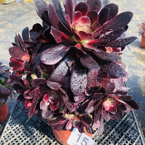 梅花迫迪法师多肉老桩群生无砍手捧花一物一拍盆栽绿植多肉植物.