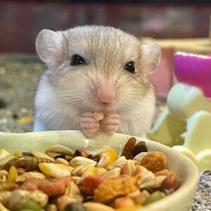 000人付款淘宝通心粉鼠北非肥尾沙鼠仓鼠家养宠物公母包邮zyf