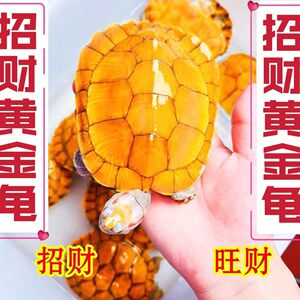 黄金龟招财龟好养易活观赏金龟可下蛋小乌龟活物长寿宠物龟情侣龟