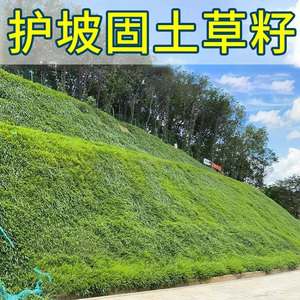 草坪草籽护坡固土四季常青草籽高羊茅耐寒耐旱绿化工程狗牙根草种