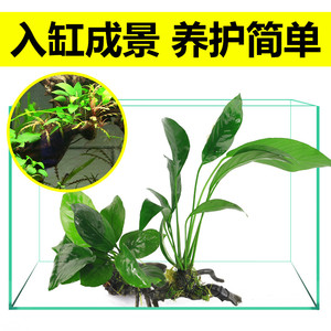 阴型水草