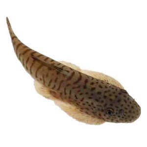 吸鳅鱼方氏c拟腹吸鳅琵琶爬岩鳅观赏冷水清道夫活体淡水除藻工具