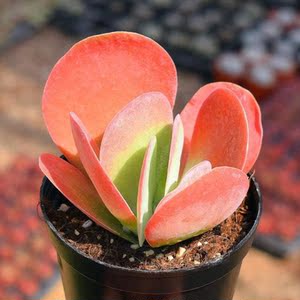 唐印多肉植物红老桩超大肉肉植物组合盆栽老庄群生罕见唐印大老