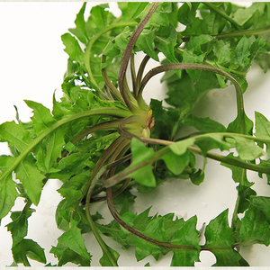 荠菜新鲜5斤包邮野菜生荠荠菜农家蔬菜饺子春卷包子冷冻菜馅3斤鲜