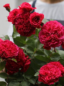 惠惠的花圃红色达芬奇直立灌木月季花苗四季开花不断花园花卉.