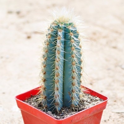 新蓝衣柱蓝仙人掌科s多肉植物 柱 蓝天柱 防辐植花卉绿射小盆.