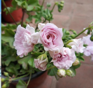 花卉天竺葵盆栽垂蔓杰克玫瑰绣球中苗花苗带花苞北京发货阳台庭院