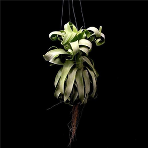 植物凤梨墨西面电烫卷内物无土空气室植桌哥绿植花卉微景观盆栽