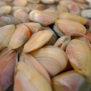 渔博士水产舟山海鲜特产活海瓜子海沙子白薄壳小蛤