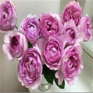 四季根接苗草莓树系m列稀有月季y苗浓香超新品伊芙fraisier大花