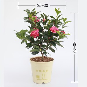 夏梦系列茶花