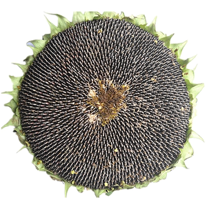 鲜葵花盘向日葵瓜子生葵花盘吃现摘现发带籽盘孕妇原味食用葵子头