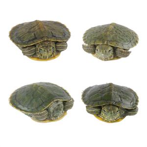 一对小可爱鳄龟苗爬宠小鳄幼龟活物情侣观赏龟两栖动物龟粮鱼缸.