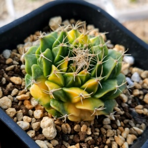 萌肉精品仙人球帝冠锦一物一拍多肉植物带盆栽好.