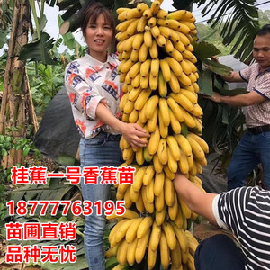 桂蕉一号香蕉树苗树小米蕉苗粉蕉皇帝焦西贡蕉红蕉中蕉号带土阳台