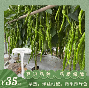 海迈S323螺丝线椒嫩绿色品质辣椒种子大棚露地均可种植