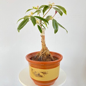 22日香桂花嫁r接盆景盆栽矮霸树苗老桩提根四季开花金桂花卉阳台