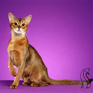 纯种阿比西尼亚猫出售栗红色蓝金阿比猫埃及法老猫司芬克斯无毛猫