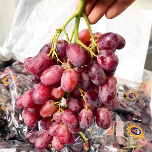 智利无籽红提