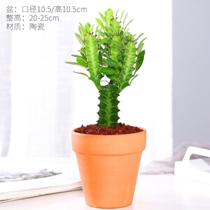 22龙骨盆栽彩云阁耐旱r老桩招财绿植净化空气吸甲醛多肉植物大颗